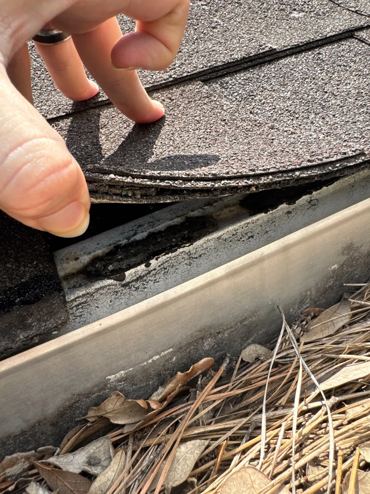 Fingers lifting the edge of the shingles at the eave, with a gutter packed with pine needles and leaves tight behind it